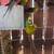 Parakeet and Cockatiel rehoming 4 thumbnail