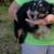 Small toys Australian shepherd 7 thumbnail