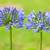 Gorgeous Blue Lily/Agapanthus/Lily of the Nile Plants 3 thumbnail