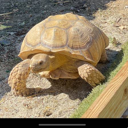 Llévate a casa a tu compañero del patio trasero - Tortuga Espoleada Africana (Thousand Oaks)63952983303555121