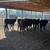 Feeder cattle calves 4 thumbnail
