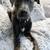 Staffyxcatahoula+mix  Dog, Puppy to loving home 1 thumbnail