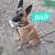 Belgian malinois puppies 7 thumbnail