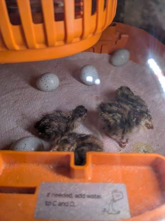 Quail chicks 1