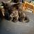 KITTENS 1 thumbnail