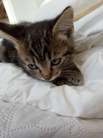 Healthy kitten rehome (Newcastle)
