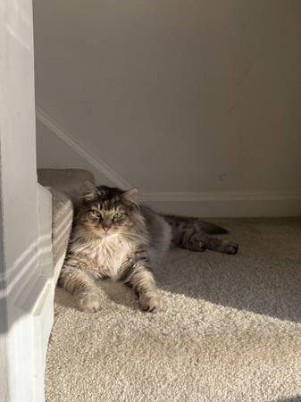 Rehoming two cats (North Weymouth)63818351785857122