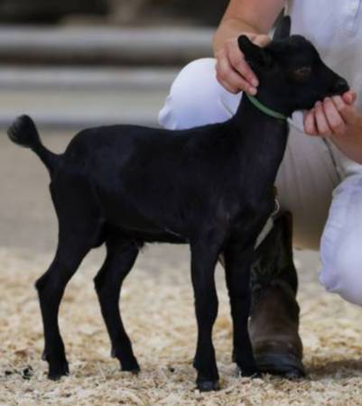 NIGERIAN DWARF POLLED BUCKLING 1