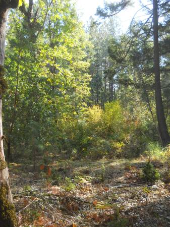 $175,000 30k down, 2.5 ac in quiet area of nice homes. 15 min from Grants Pass (Grants Pass)64318774953730122