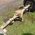 2007 Chevy express extended 2500 rear axle assembly 1 thumbnail
