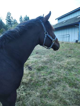3yr old TB colt. 1