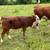 Miniature Hereford heifers for sale. 1 thumbnail
