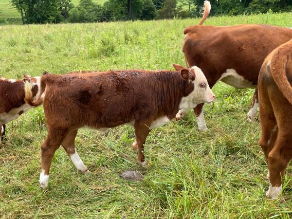 Miniature Hereford heifers for sale. 1