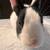 Purebred Dutch Rabbits 4 thumbnail