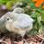 Hatching eggs 3 thumbnail