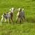 Nubians 3 thumbnail