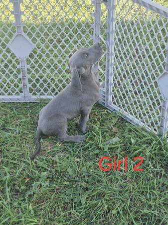 Great Dane pups (Iroquois)64017104048897123