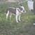Puppies coming soon 5 thumbnail