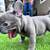 French Bulldog Puppies 10 thumbnail