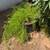 Plants 2 thumbnail