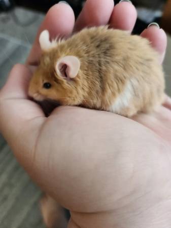 Fluffy mice available63846014353923122