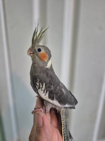 Hand Raised Cockatiels (Temple)63839344174593123