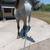 Caballo azteca 4 thumbnail