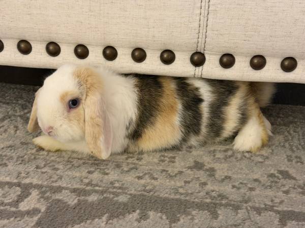 Rehoming Bunny 1