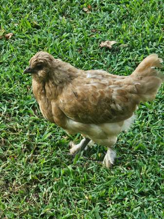 Beautiful chicks and (Halifax NC)63897334421507123