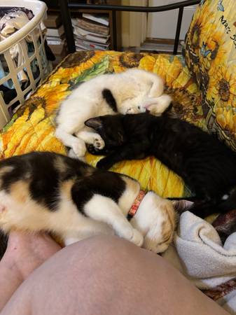 2 gatitos (Fredericktown)63612039508867120