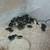 Coturnix quail 1 thumbnail