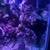 Columbian Shark (Saltwater) 8 thumbnail
