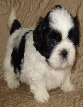 Fluffy Little Shih Tzu Babies for Rehome (6six9-4OO-2957)64014695986562120