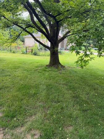 Trees Trimmed 1