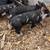 Piglets 3/4 Berkshire 1/4 Hereford 9 thumbnail