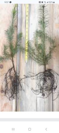 Doug fir bare root trees 1