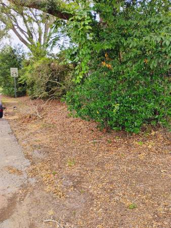 Affordable Falling Tree Cutting~Tree Trimming~Bush Hog~Lot Clean Up~ 1