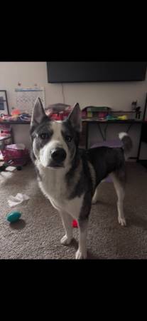Re homing husky (campbell)63891026668931120
