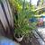 Fruit trees all kinds and sizes landscape bushes plants 15 thumbnail