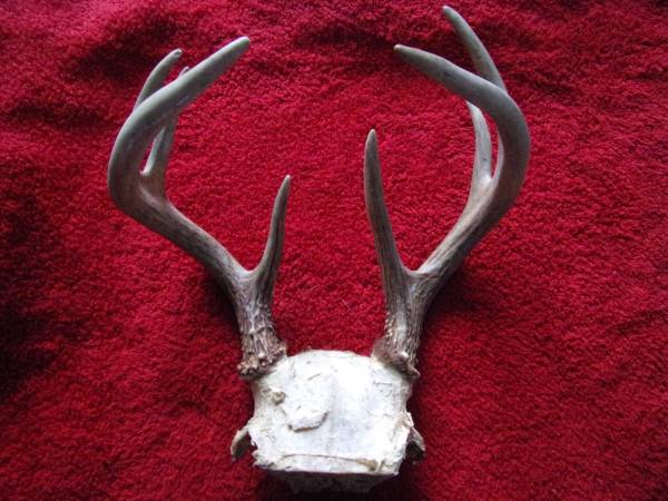 Taxidermy Small 8 point Deer Antlers 1