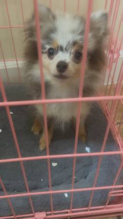 Merle Pattern Pomeranian Needs Home63953954844290121