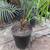 MADAGASCAR SAGO ///// CYCAS thouarsii 3 thumbnail