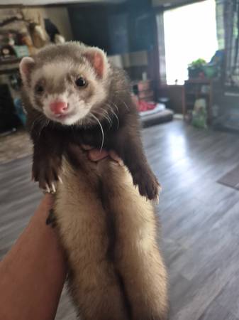 Ferret 1