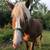 Belgian Stud Colt horse 2 thumbnail