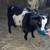 Goat for Sale (Purebred Myotonic) 2 thumbnail