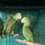 Amazon yellow head parrots 2 thumbnail