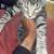Kittens 3 thumbnail