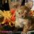 Pomchi Puppies 2 thumbnail