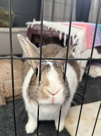 Indoor Rabbits Need Loving Homes ? (Las Vegas)63907299242371121