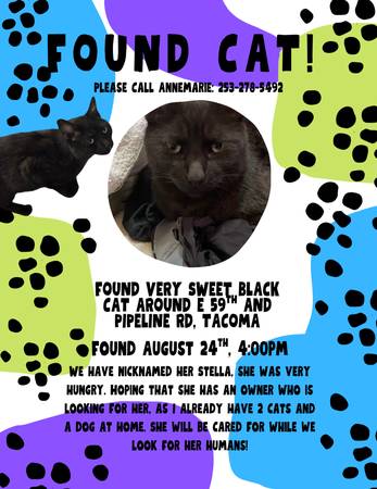 Two Found Cats- Separately63688917944835122